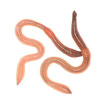 The wacky world of working with worms!