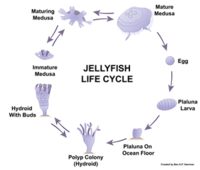 Jellyfish