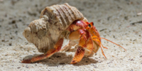 Call for evidence on the use of decapod crustaceans in research and education