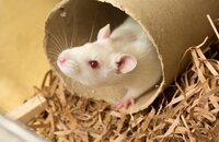 "No more lab animals?” - FDA to phase out animal testing requirement
