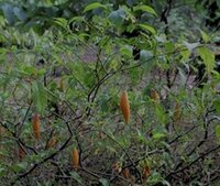 A trip to West Africa: Gabon’s indigenous psychedelic