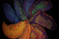 William Harvey Research Institute 30th Anniversary Meeting