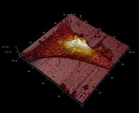 The Images in Pharmacology Competition Winners!