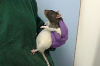 Using animals in research? It’s time to refine!
