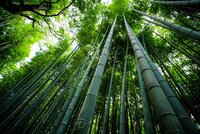 Junior Science Writing Competition: Giant Bamboo