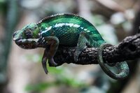 Junior Science Writing Competition: Pets - chameleon, spider, antlion and great diving beetles