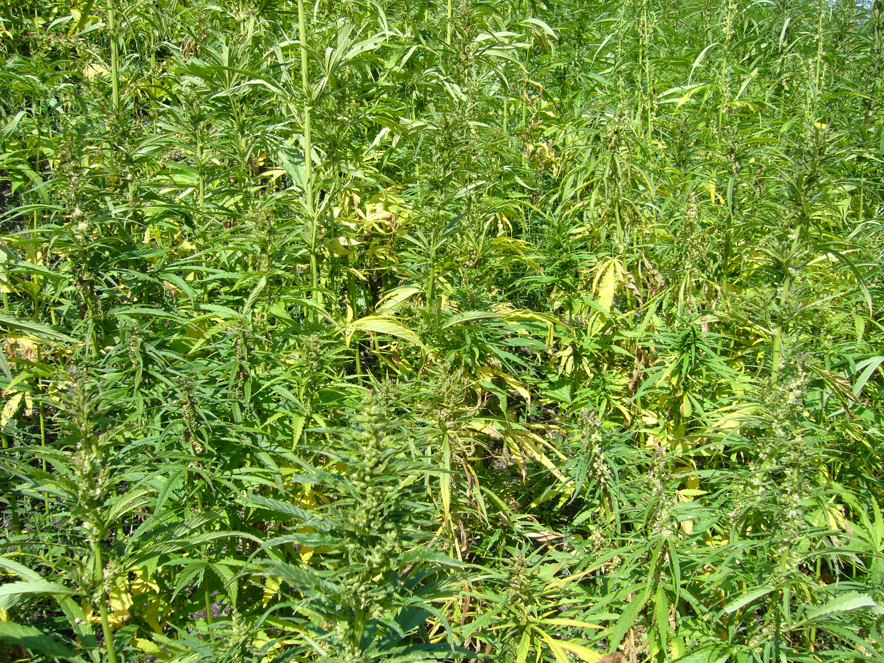 Hemp_plants-cannabis_sativa-field.JPG