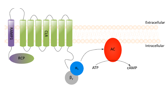 Figure-2-CGRP-Receptor-01.png