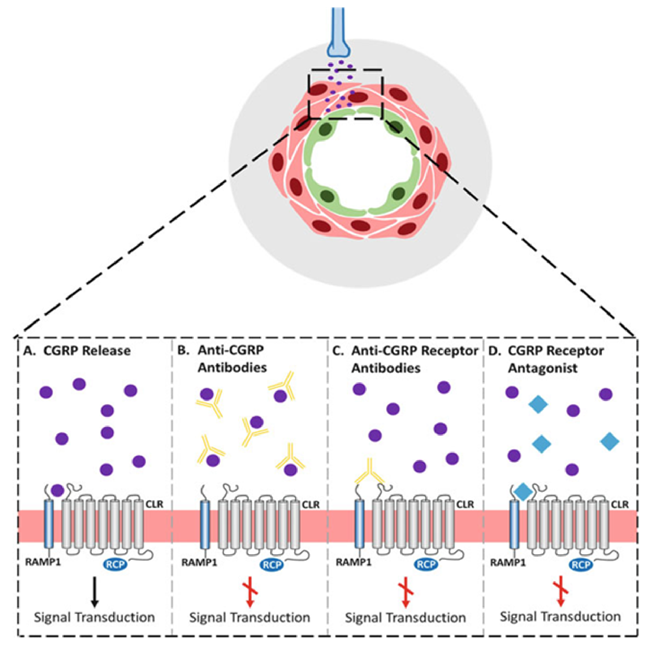 Figure-3-The-development-of-CGRP-Receptor-Antagonists-01.png