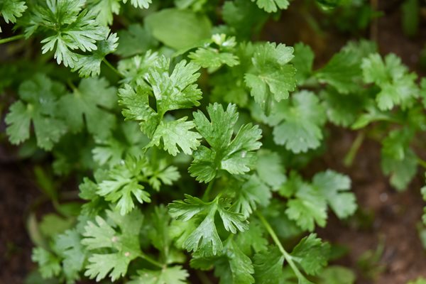Coriander.jpg